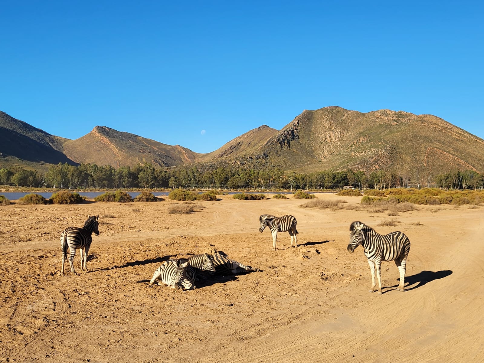 Aquila Game Reserve - Safari 33